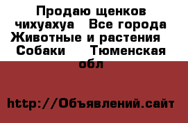 Продаю щенков чихуахуа - Все города Животные и растения » Собаки   . Тюменская обл.